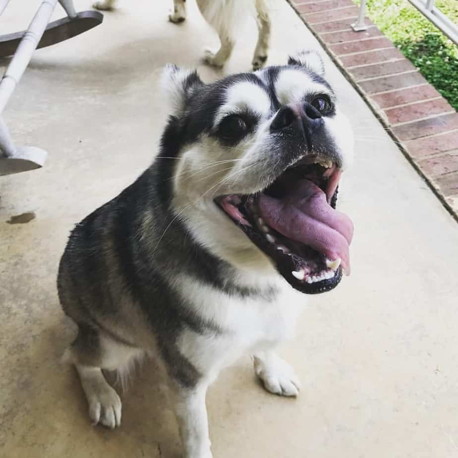 Pomeranian husky