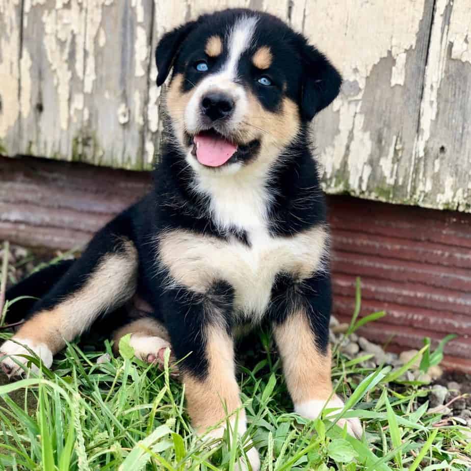 Husky bernese mountain dog mix facts