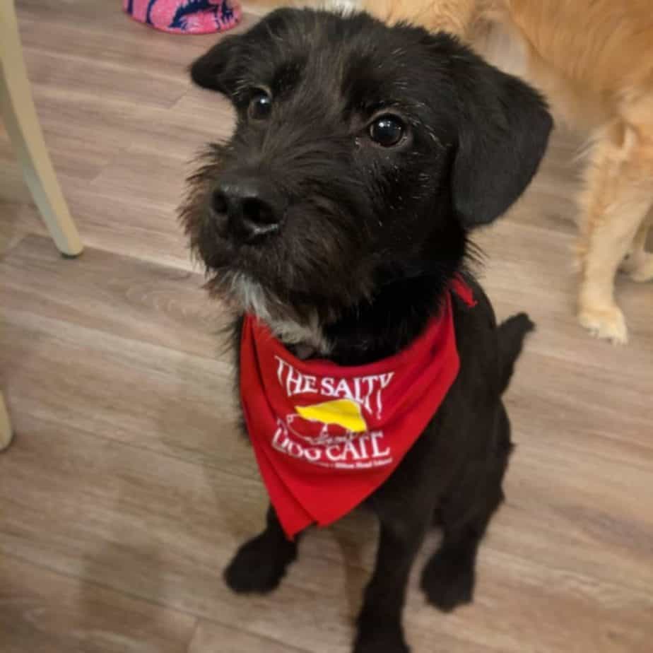 Terrier mixed with lab