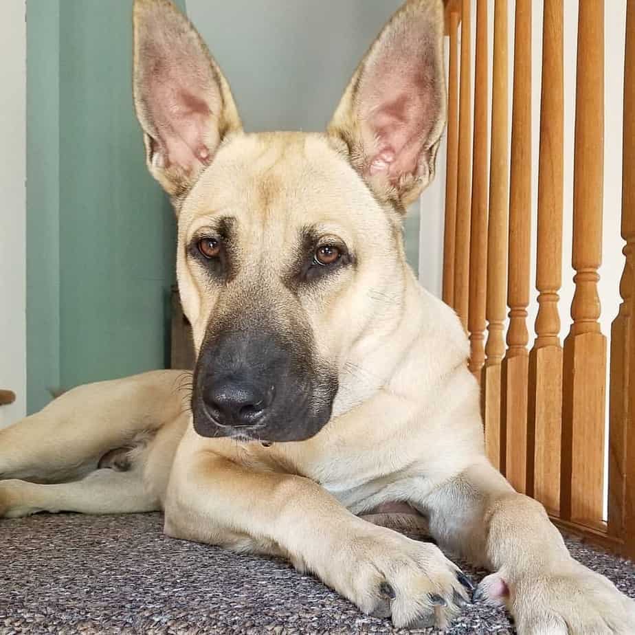 German shepherd lab mix facts