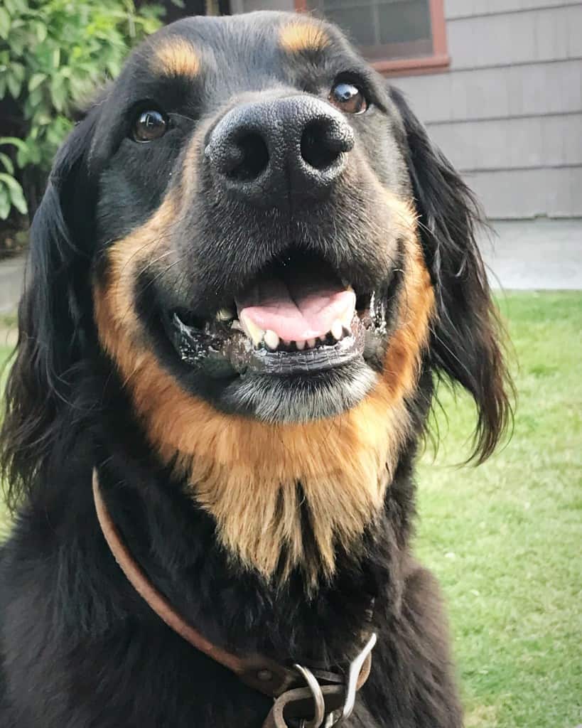 Golden retriever rottweiler mix