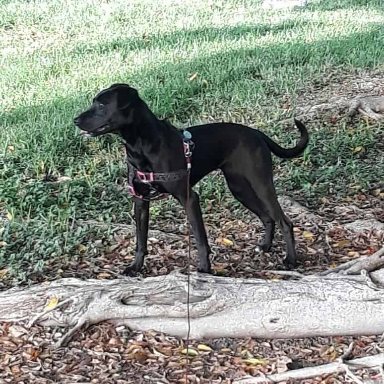 Lab mixed with terrier