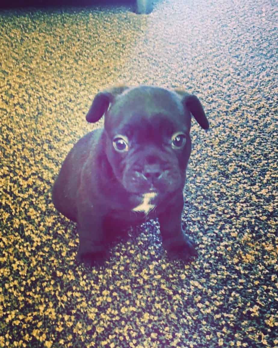 A mix of pug and french bulldog