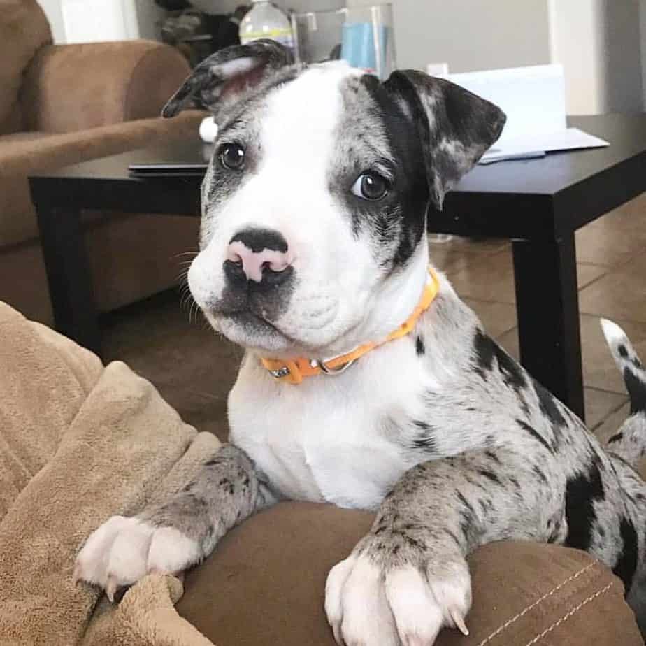 Pitbull Australian Shepherd Mix Facts Alpha Paw