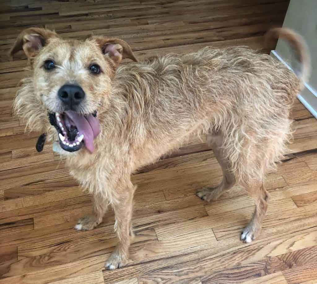 Lab terrier mix