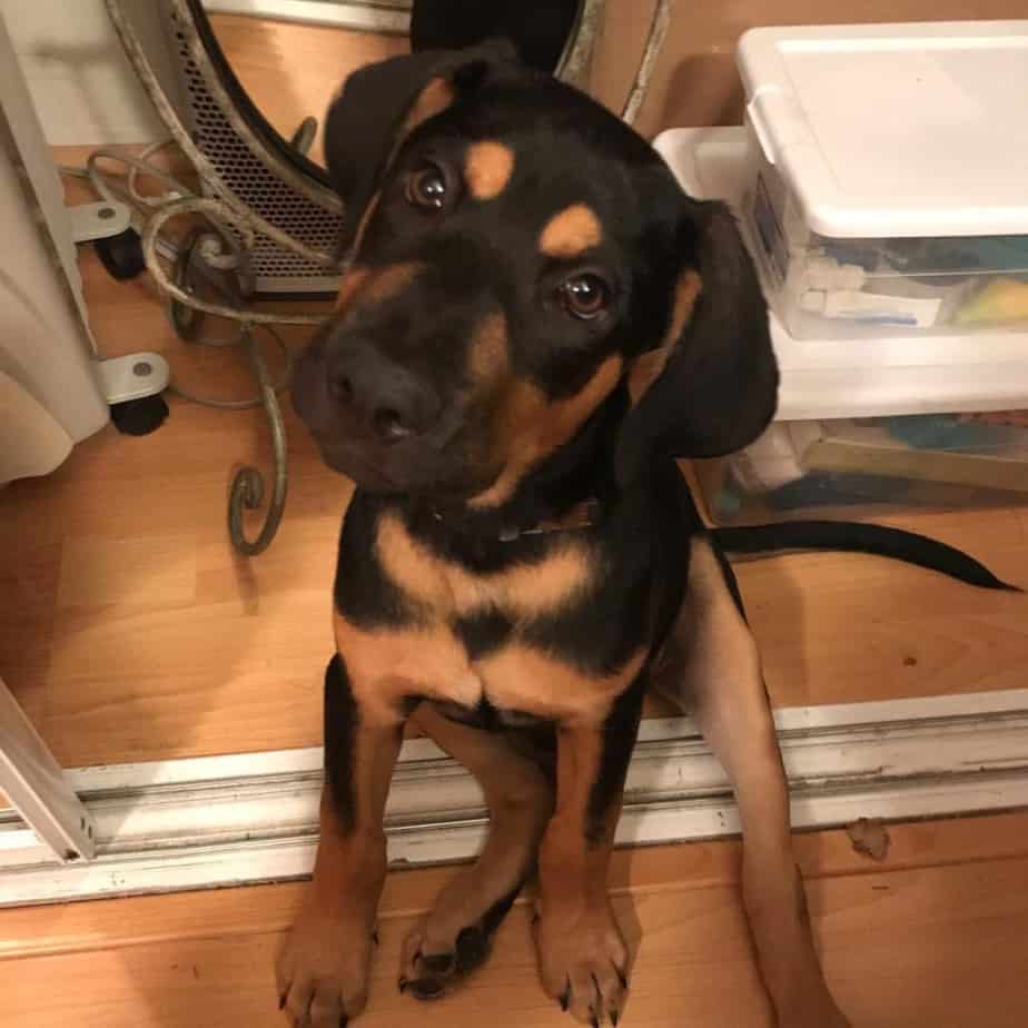 Rottweiler German Shepherd Mix