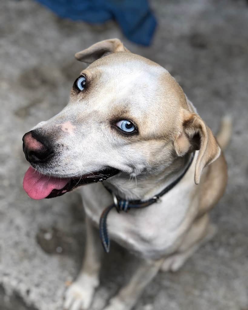 can you raise a lab and husky together