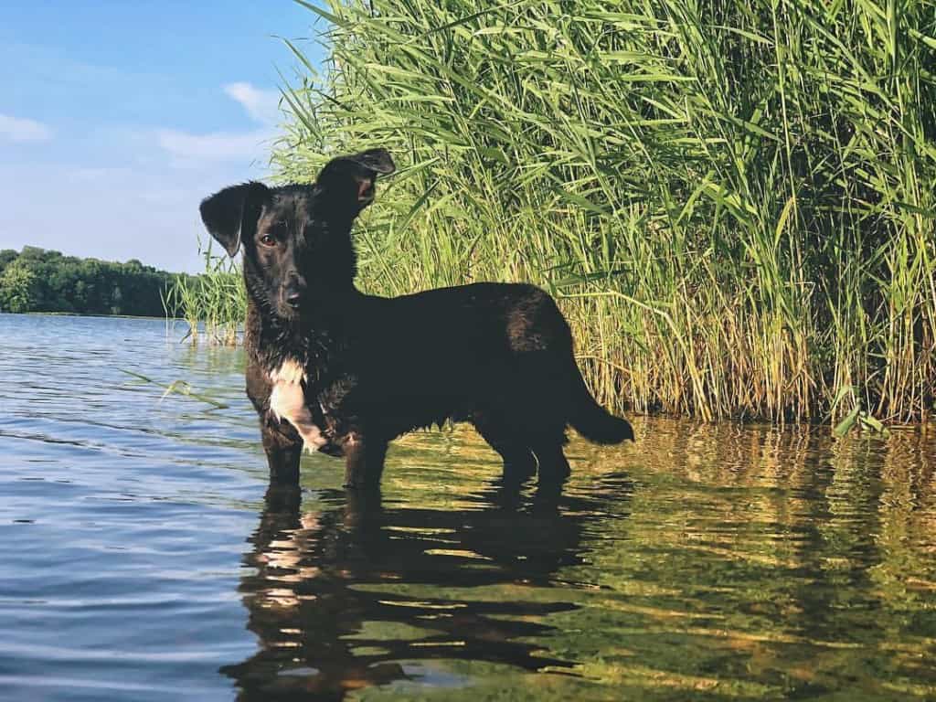 Corgi labrador mix facts