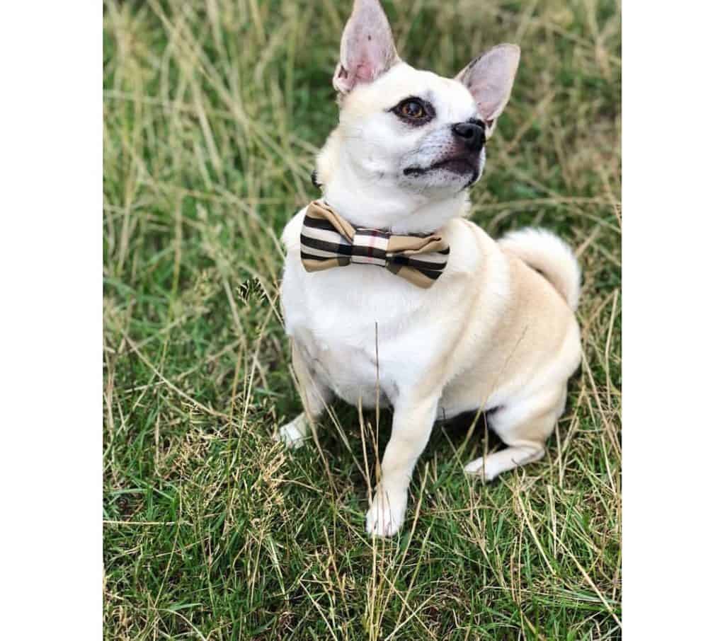 Chihuahua crossed with Pug