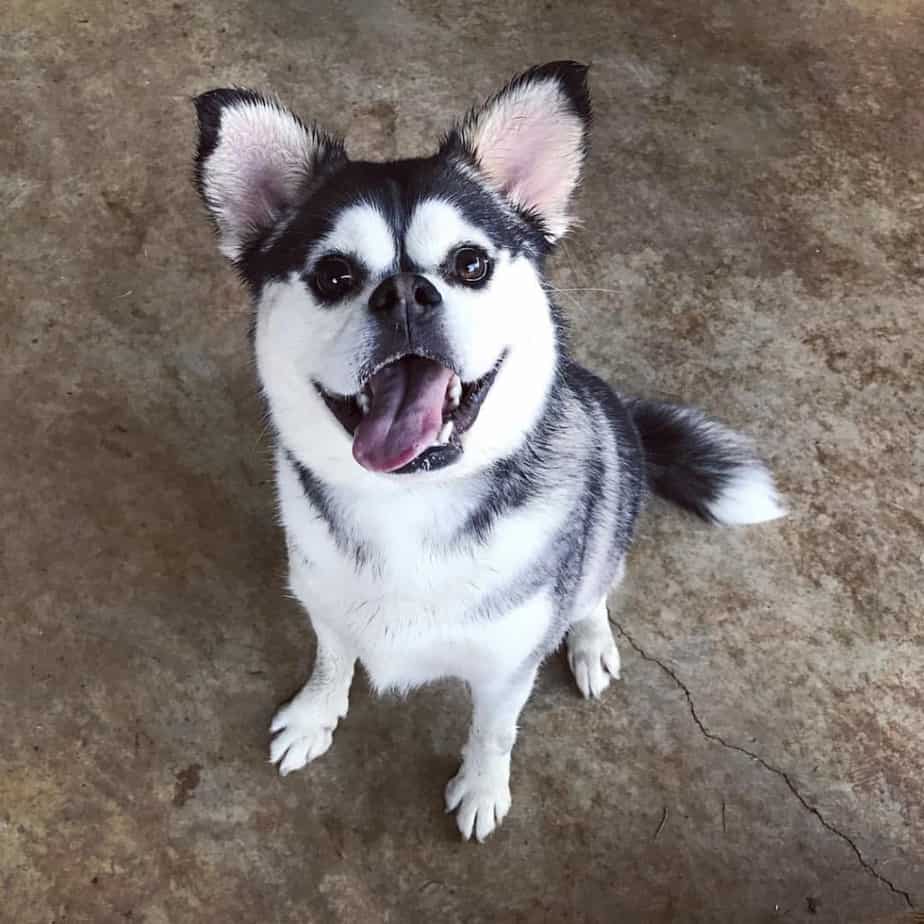 Husky Pomeranian mix