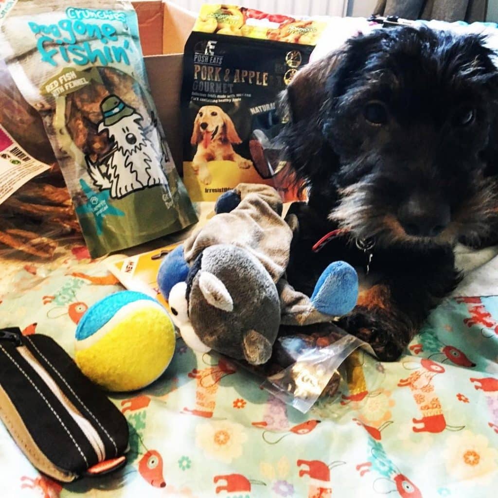 Wire haired dachshund: a furry fluff