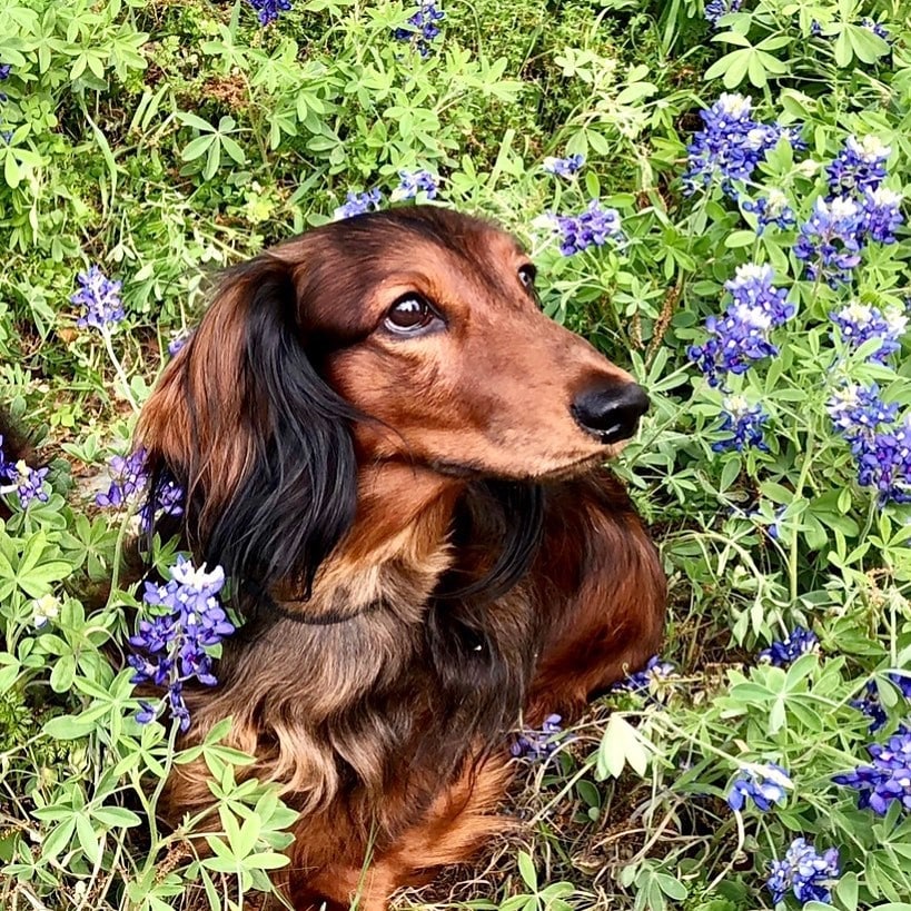 Dachshund lifespan: how long do dachshunds live