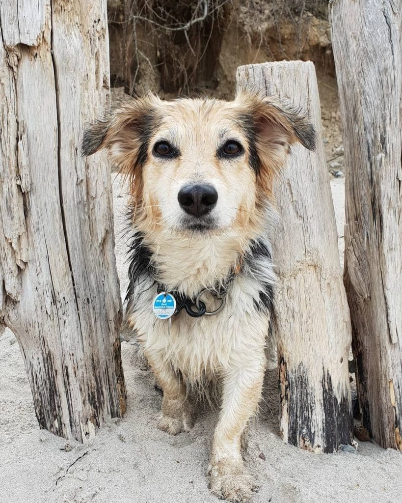 Sheltie dachshund mix: the shethund of your dreams