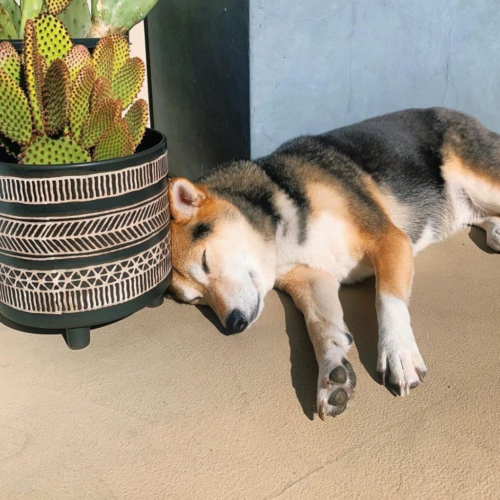 Shiba inu dachshund mix: a foxy shibadox