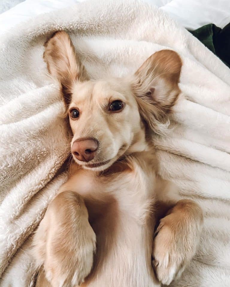 English cream dachshund: a posh english gentleman