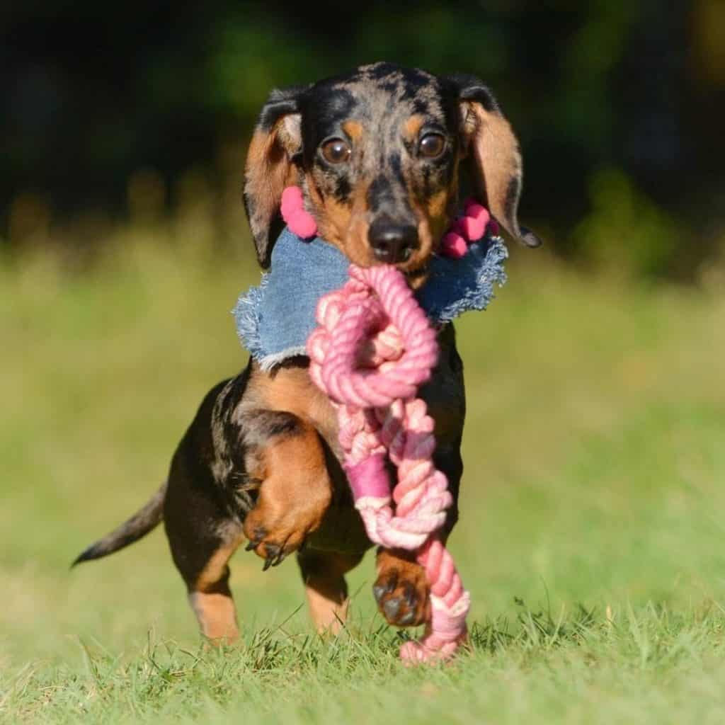 Dachshund border collie mix: the adorable dollie