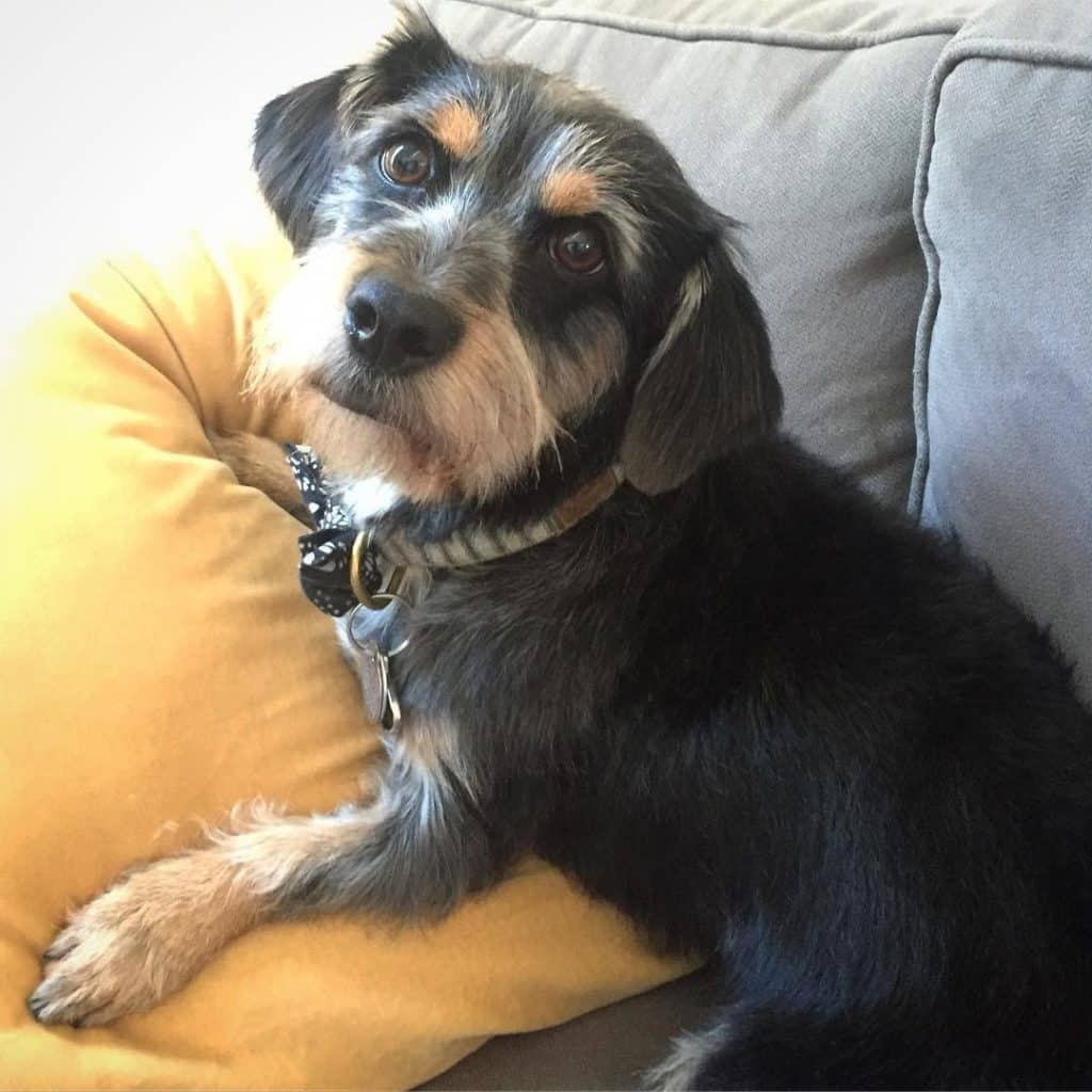 Schnauzer dachshund mix: the beloved schnekingese