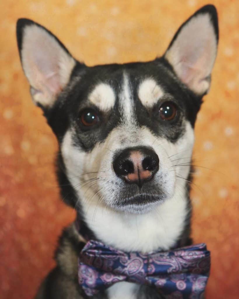 Husky chihuahua mix facts