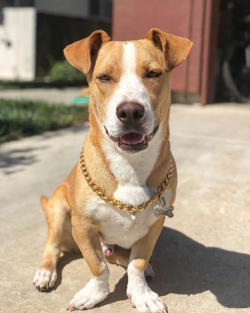 Corgi shop pitbull mix