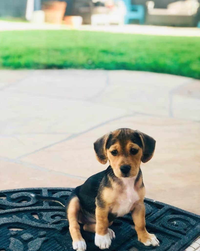 Beagle Terrier Mix