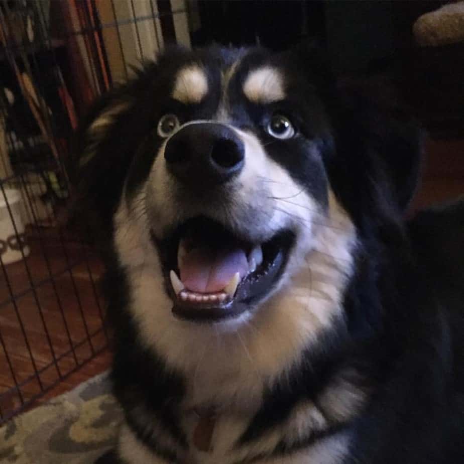 Husky bernese mountain dog mix facts