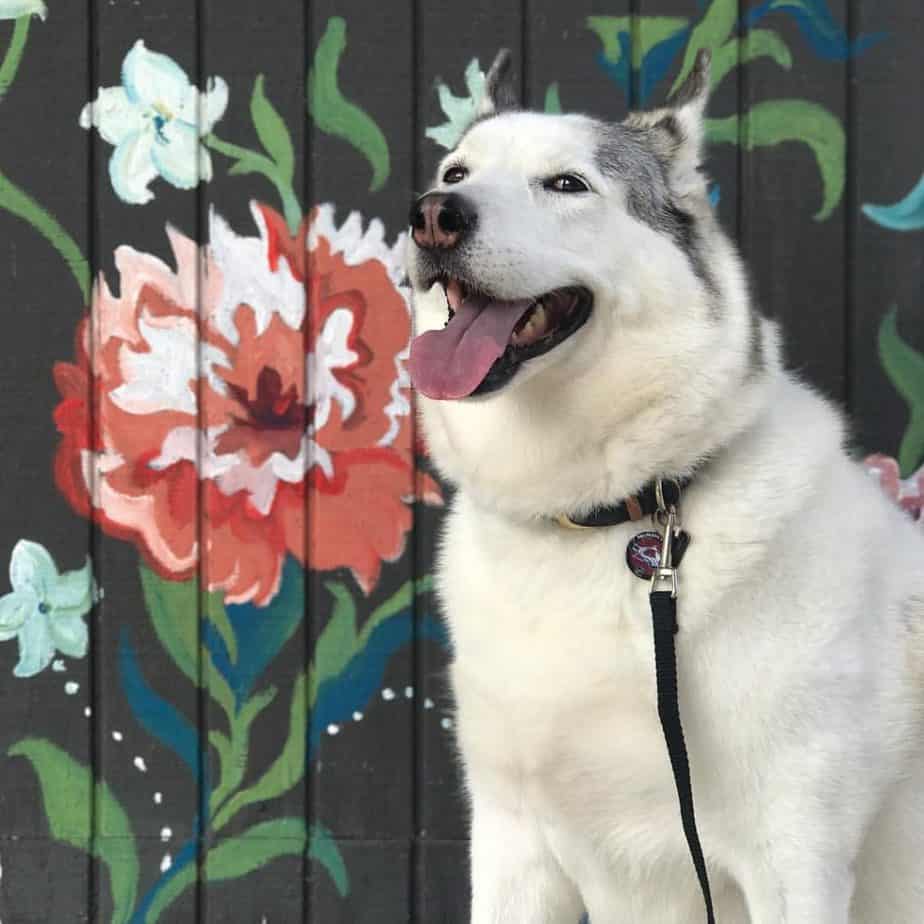 Husky akita mix facts