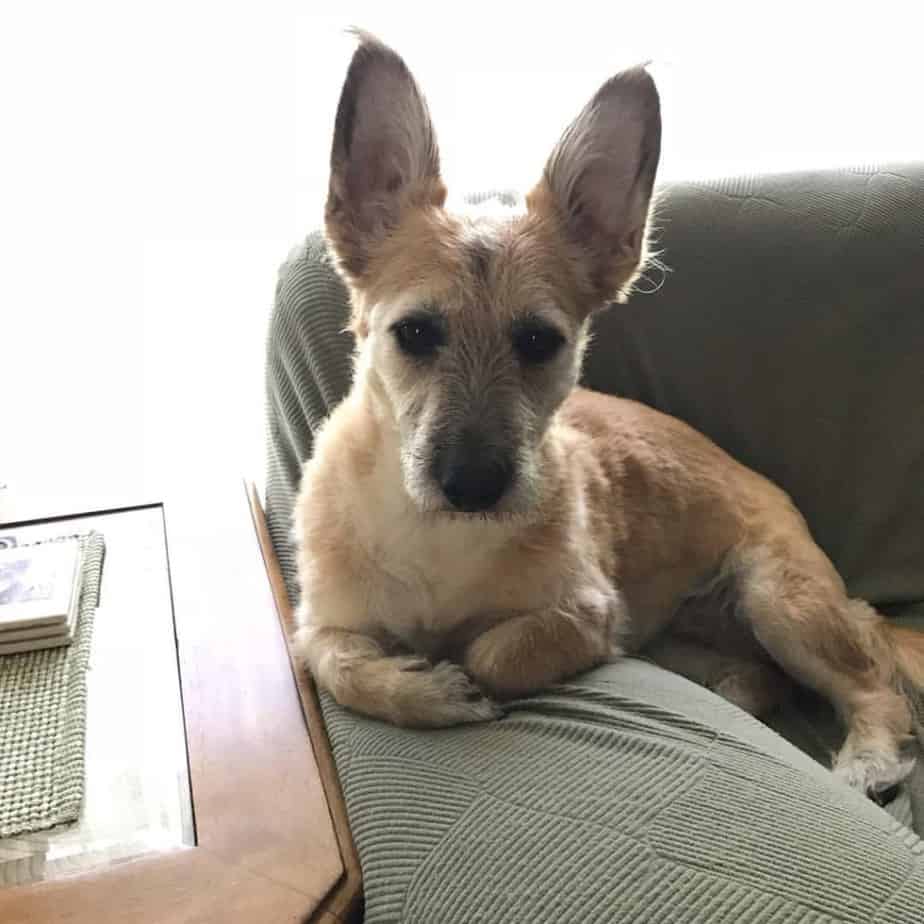 Terrier Corgi