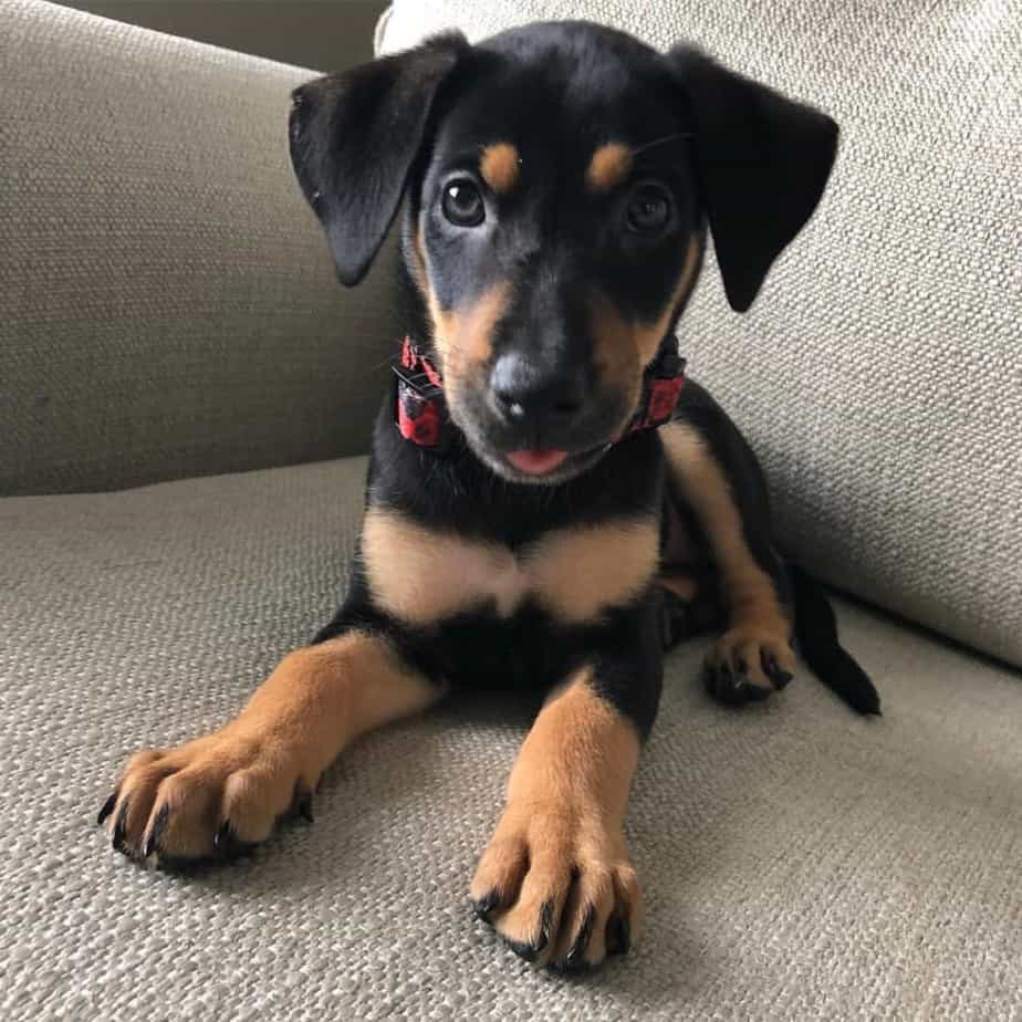 German shepherd rottweiler cross