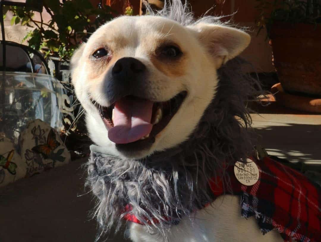 Pug mixed with corgi