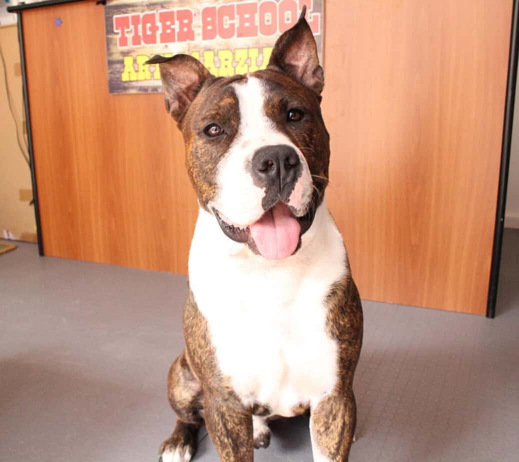 Bulldog mixed with pitbull