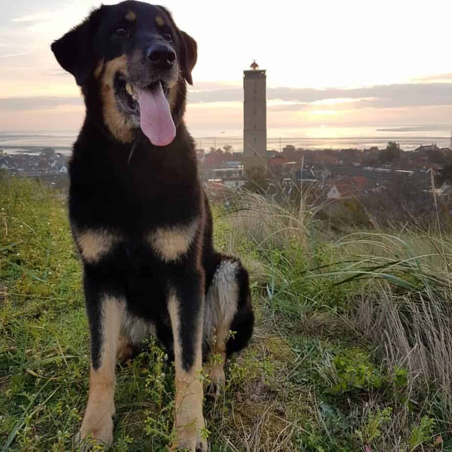 German shepherd rottweiler mix