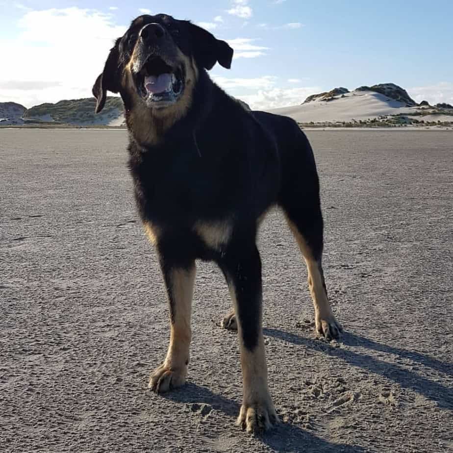 German Shepherd crossbred with Rottweiler