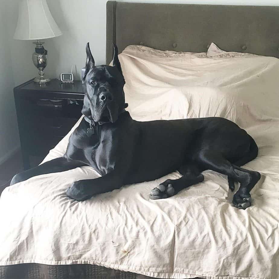 Lab great dane mix facts