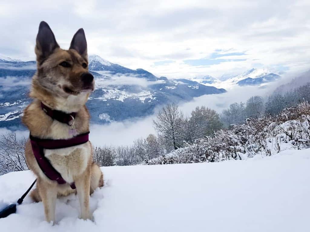 Lab Husky Mix Facts Alpha Paw