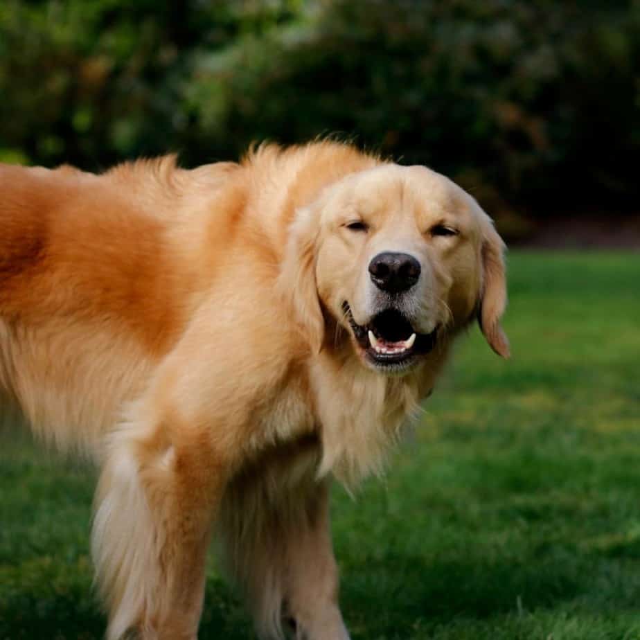 Golden retriever lab mix reviewed