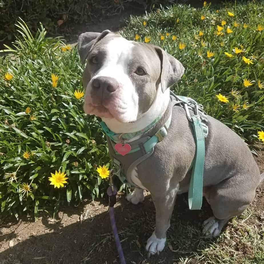 Bulldog Pitbull Mix