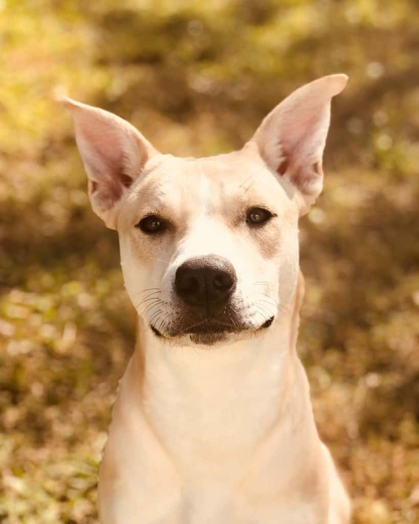 Husky Pitbull Mix Facts Alpha Paw