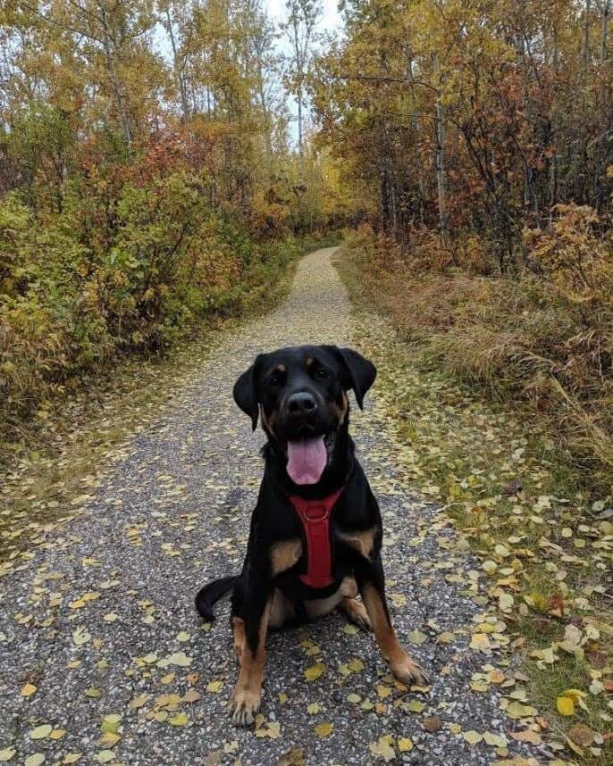 Lab rottweiler