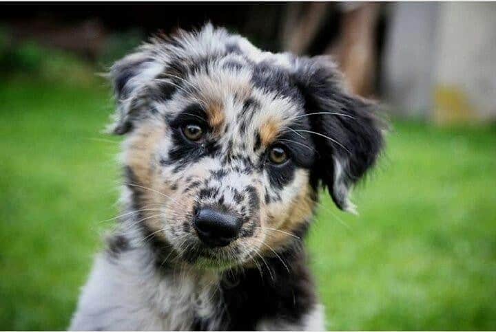 Australian Shepherd Blue Heeler Hybrid