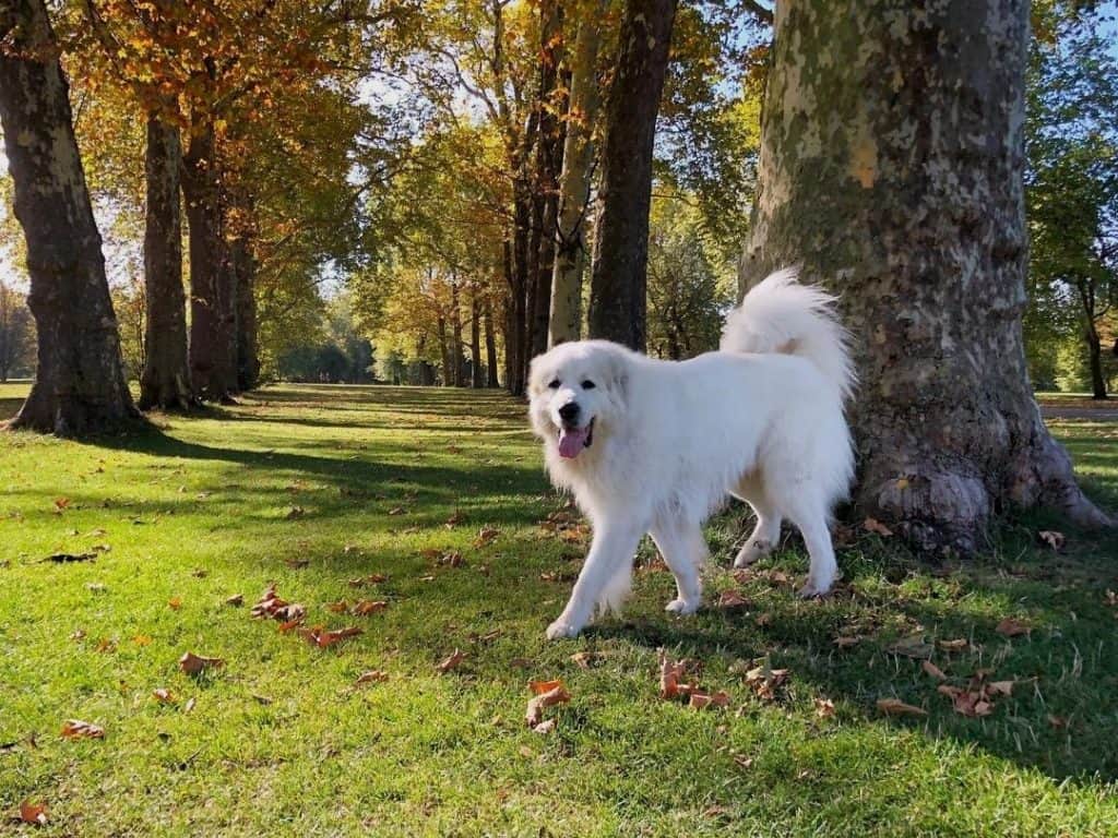 Husky great pyrenees mix facts