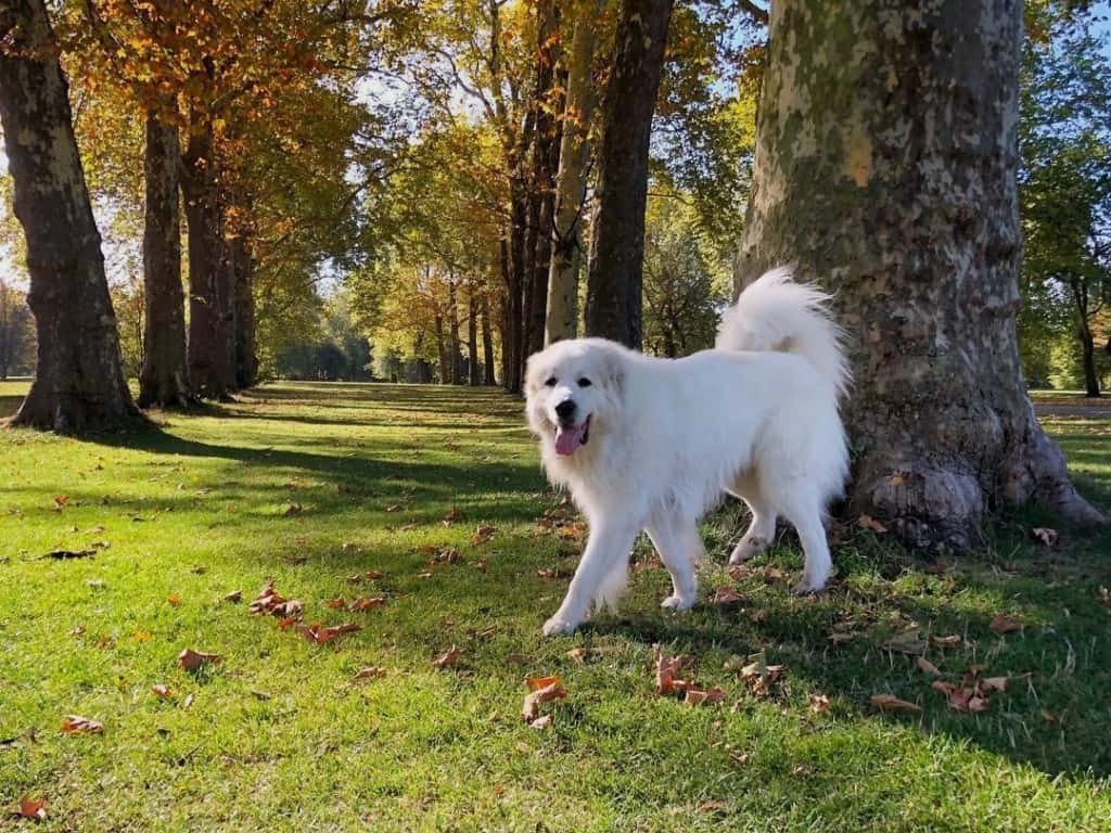 Great pyrenees golden retriever mix review