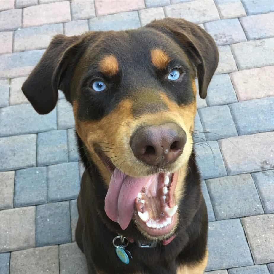 what are doberman mixed with?