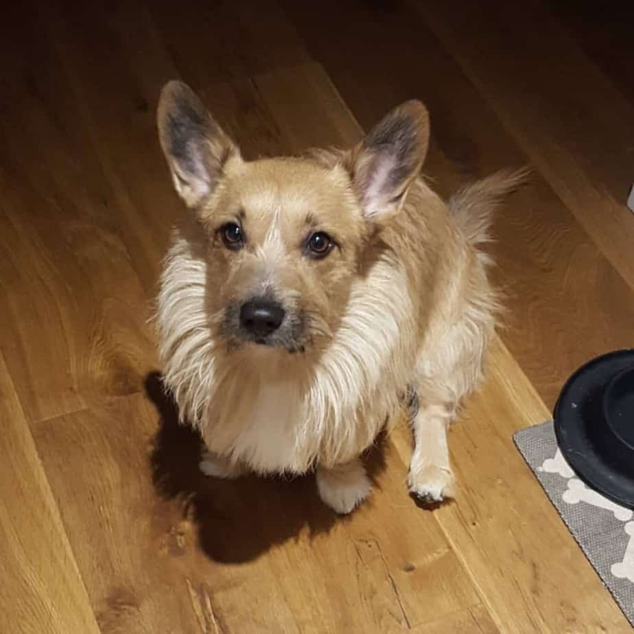 Corgi mixed with Terrier