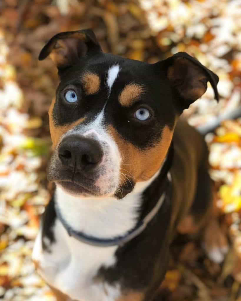 Boxer Husky Mix Facts Everything You Need To Know