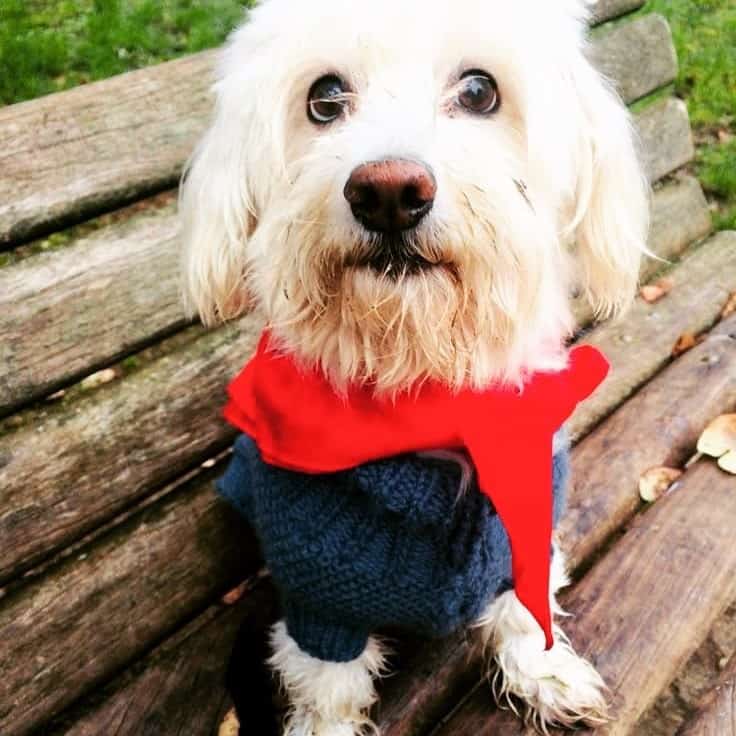 Maltese terrier mix