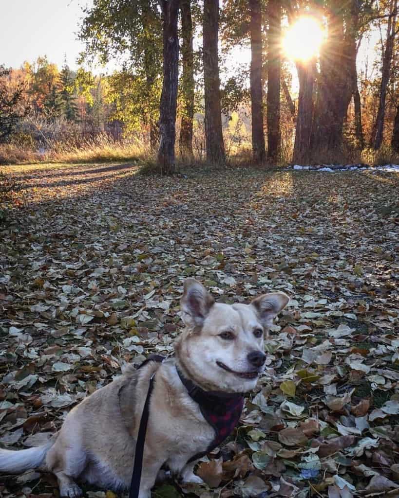 Corgi pitbull mix facts