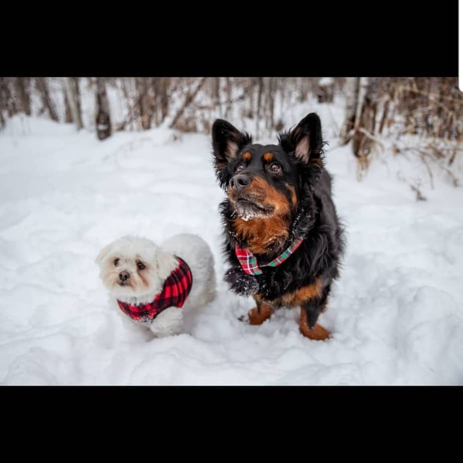 Corgi crossed with Rottweiler