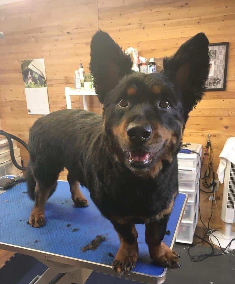 Rottweiler mixed with Corgi