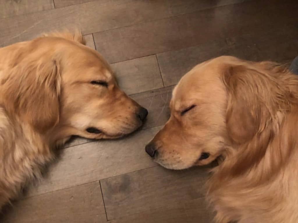 Labrador golden best sale retriever