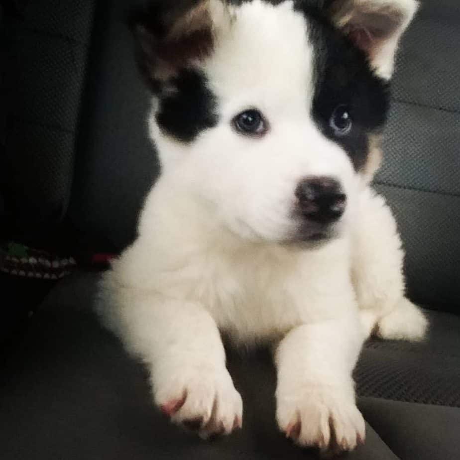 American akita husky sales mix